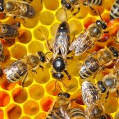 abeilles.jpg